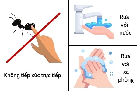 Cách xử lý khi phát hiện kiến ba khoang