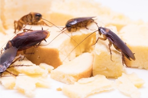 Gián gây bệnh cho con người