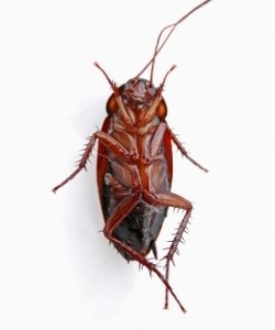 Giống Blattodea